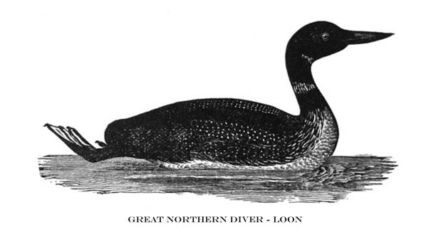 Antique bird illustration - Great Northern Diver - Loon - Colymbus Torquatus From New England Bird Life 1883. loon bird stock illustrations