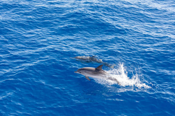 delfines familiares nadando en el océano azul en tenerife, españa - par3 fotografías e imágenes de stock