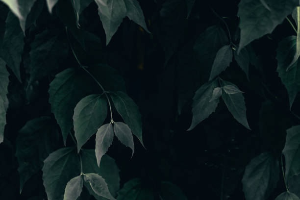 istock Close-up shot of green branches with small leaves 1154459751