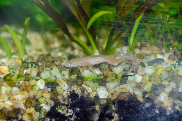istock African clawed frog, albino (Xenopus Laevis) in aquarium. 1154459923
