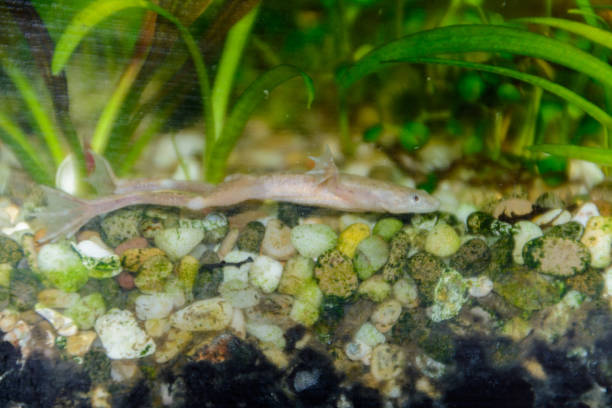istock African clawed frog, albino (Xenopus Laevis) in aquarium. 1154459946