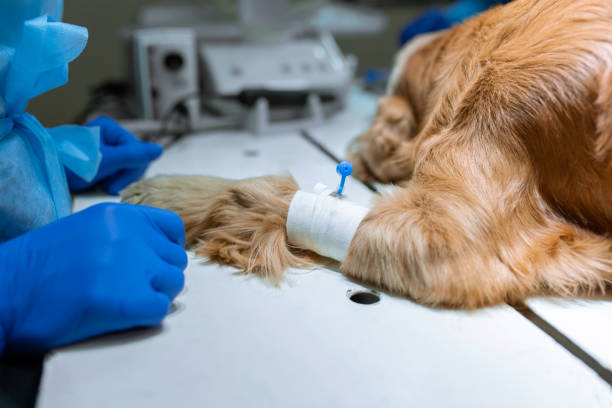 Dog with a catheter in the paw on the operating table. Preparation for surgery Dog with a catheter in the paw on the operating table. Preparation for surgery. bandage photos stock pictures, royalty-free photos & images