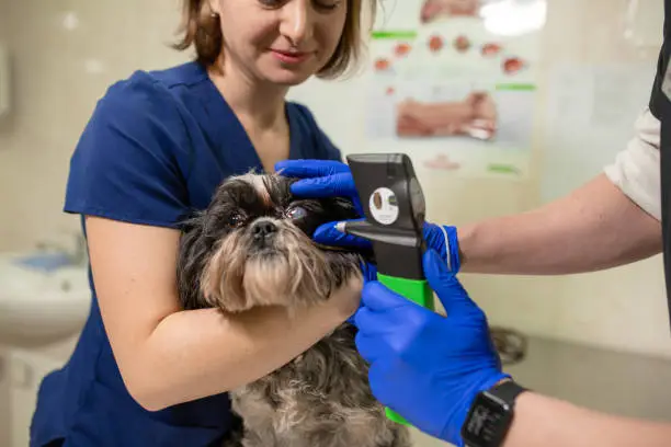 Photo of A veterinary ophthalmologist makes a medical procedure, examines a dog's eyes with the help of an ophthalmologic veterinary tonometer at a veterinary clinic. Examination of a dog with an injured eye