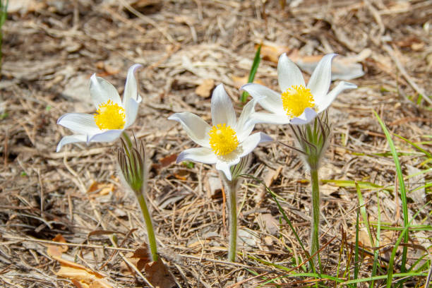 Beautiful spring white group of three flowers pulsatilla grows in the forest at spring day. PulsatÃ­lla pratÃ©nsis. White first spring flowers of may. Beautiful spring white group of three flowers pulsatilla grows in the forest at spring day. PulsatÃ­lla pratÃ©nsis. White first spring flowers of may. pulsatilla pratensis stock pictures, royalty-free photos & images