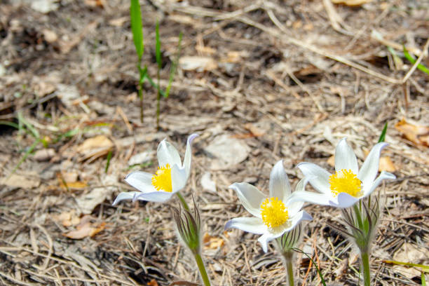 Beautiful spring white group of three flowers pulsatilla grows in the forest at spring day. PulsatÃ­lla pratÃ©nsis. White first spring flowers of may. Beautiful spring white group of three flowers pulsatilla grows in the forest at spring day. PulsatÃ­lla pratÃ©nsis. White first spring flowers of may. pulsatilla pratensis stock pictures, royalty-free photos & images