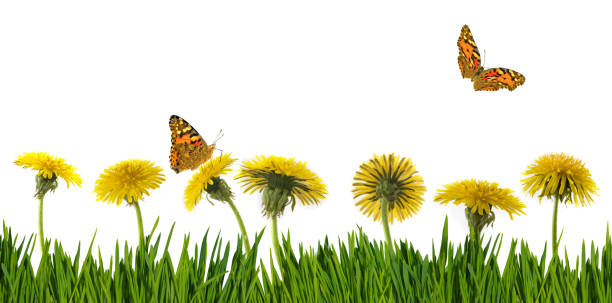 isolated image of dandelions and butterfly