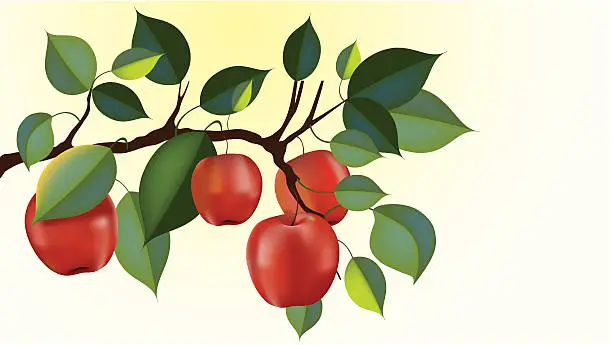 Vector illustration of red delicious apple branch