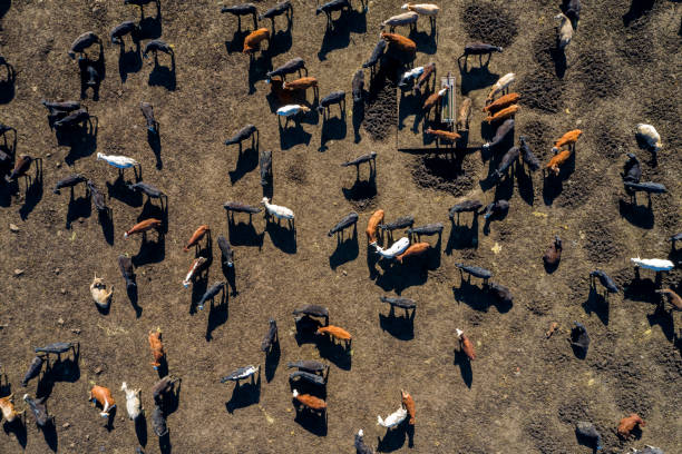 Beef Cattle From Above Aerial view of a large beef cattle feed lot in Texas, USA. cattle photos stock pictures, royalty-free photos & images