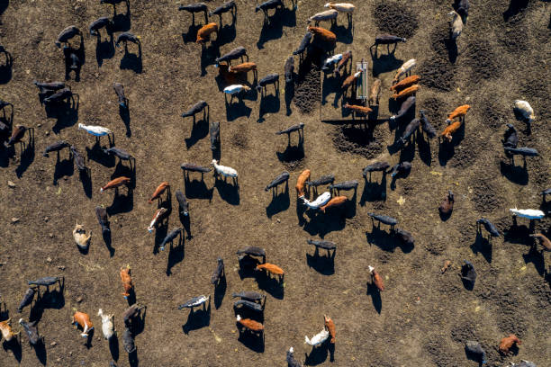 Beef Cattle From Above Aerial view of a large beef cattle feed lot in Texas, USA. beef cattle feeding stock pictures, royalty-free photos & images