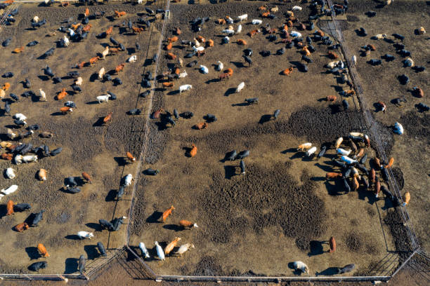 istock Aerial View of a Beef Cattle Farm 1154464610