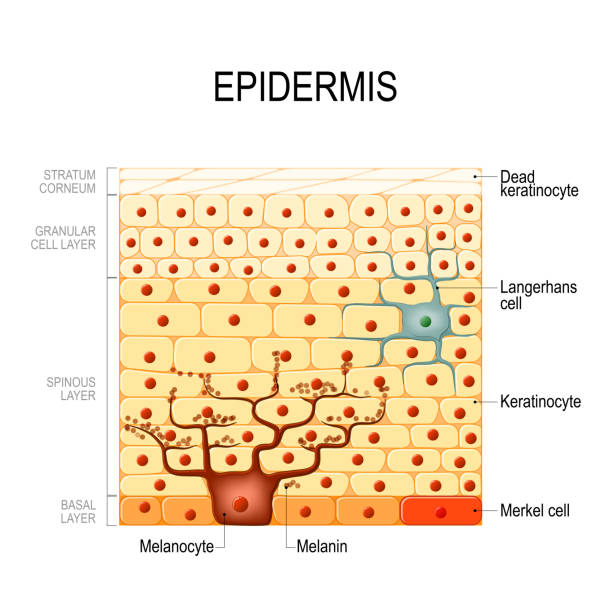 ilustraciones, imágenes clip art, dibujos animados e iconos de stock de capas de epidermis. células epiteliales - dermis