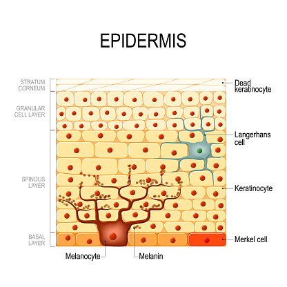 Epidermis layers. epithelial cells. Structure of the humans skin. Vector diagram for your design, educational, science and medical use