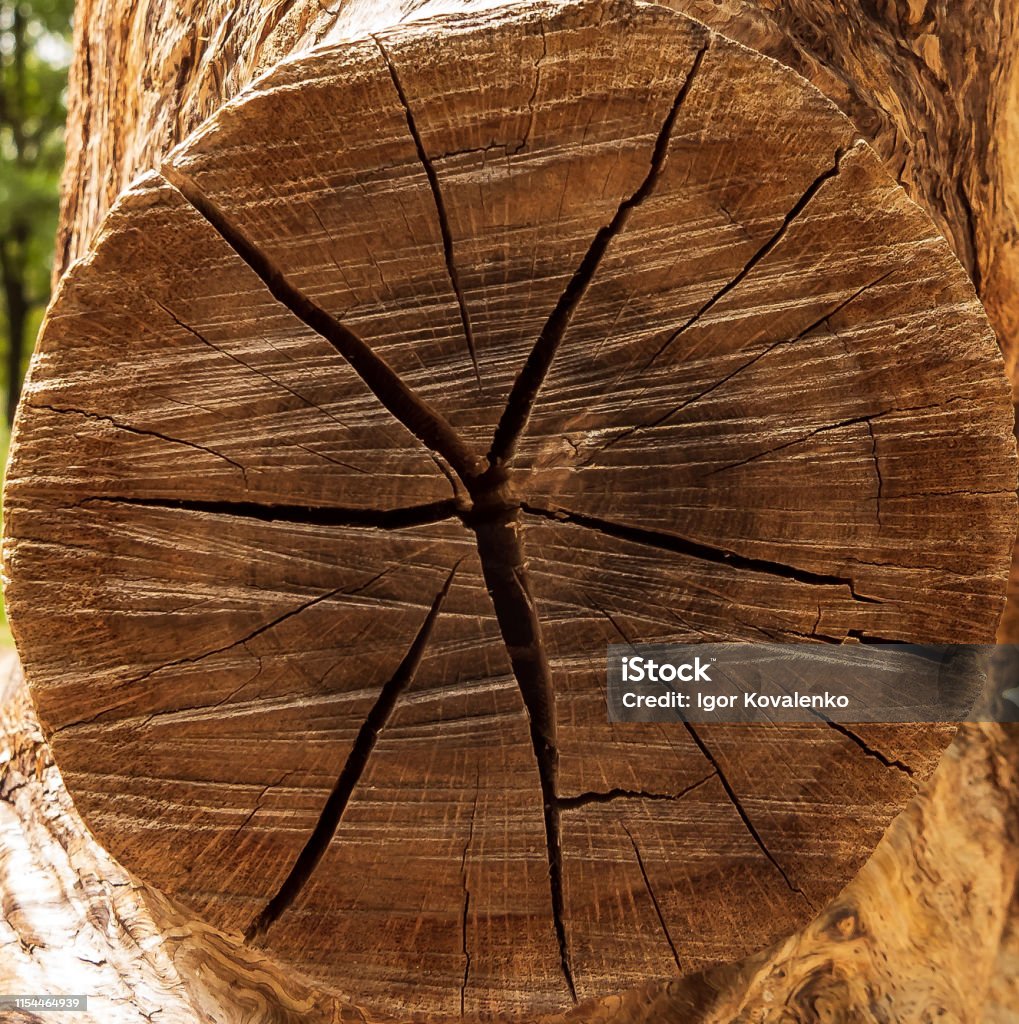 Schneiden eines Baumes als eine Hintergrundtextur für Künstler - Lizenzfrei Abstrakt Stock-Foto