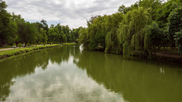 istock trees in the park in summer, nature landscape 1154465000
