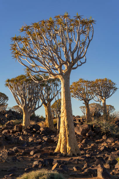 istock Towering Quiver Trees  in the Quiver Tree Forest, Southern Namibia 1154466959
