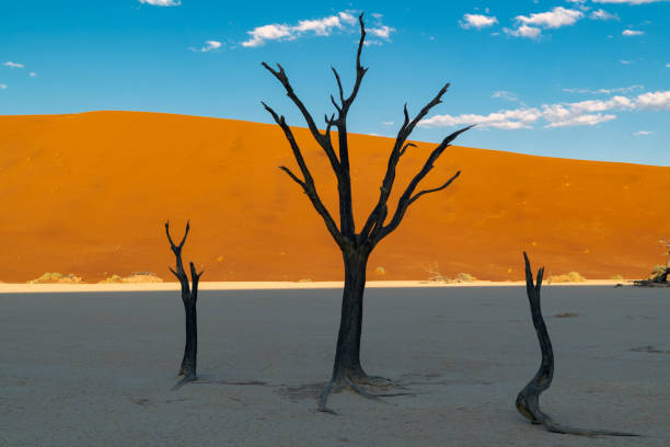 istock Three Trees, Blue Sky, the Rising Sun, Dunes, Dead Vlei, Namibia 1154466963
