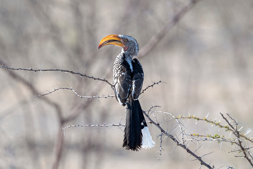 Southern Yellow-billed Hornbill (Tockus leucomelas) in Etosha National Park, Namibia.
