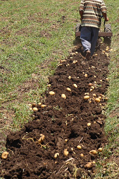 Fresh organic potatoes. Harvested potato crop in wheelbarrow with shovel