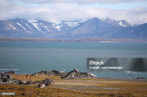Paesaggio Artico Con Renne - Fotografie stock e altre immagini di Alaska - Stato USA - Alaska - Stato USA, Ambientazione esterna, Ambiente