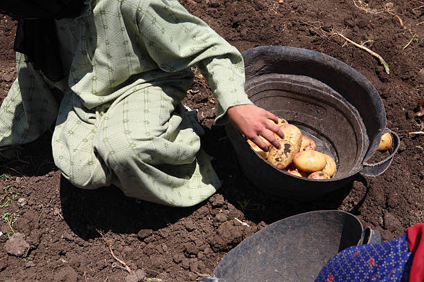 Child Labor  child labor stock pictures, royalty-free photos & images