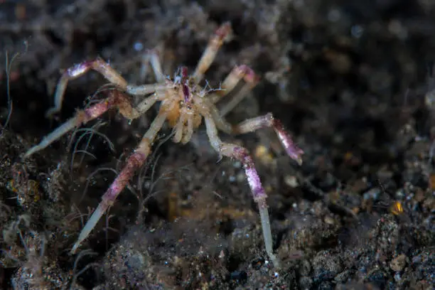 A colorful sea spider crawls over a black sand slope in Indonesia. Sea spiders are small predators of marine invertebrates.