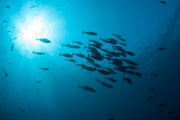 istock Light and Silhouette of Schooling Fish 1154469624