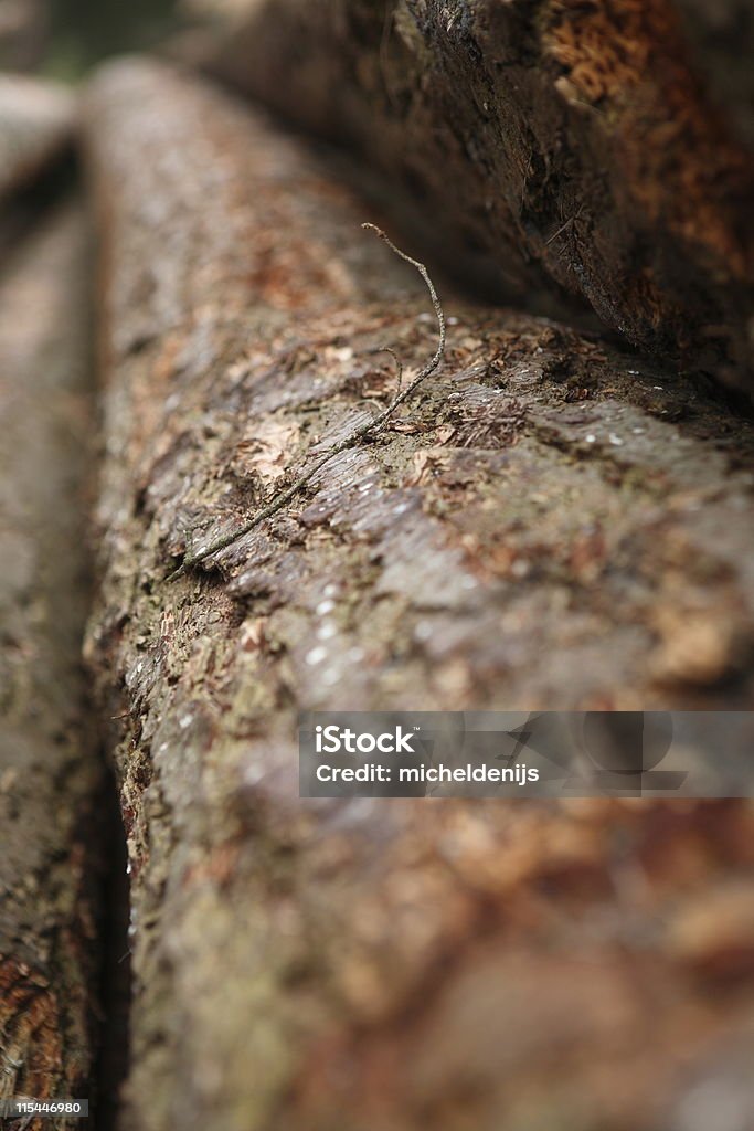 Pin Tas de bois - Photo de Bois coupé libre de droits