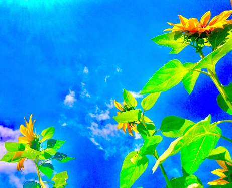 sunflowers - rooftop patio garden, san diego ca
