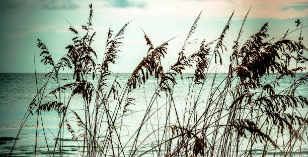 Sea Oats by the Ocean - Beach