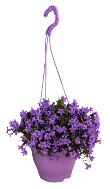 istock purple potted flowers isolated 1154475507