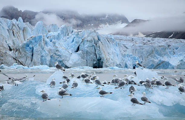 kittiwakes in der arktis - insel spitzbergen stock-fotos und bilder
