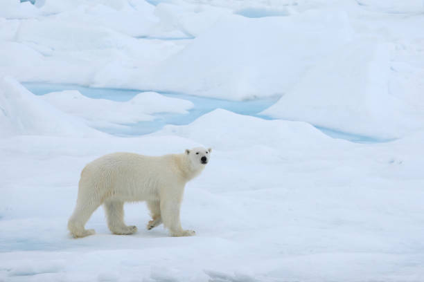 Portrait of a polar bear in the zoo.