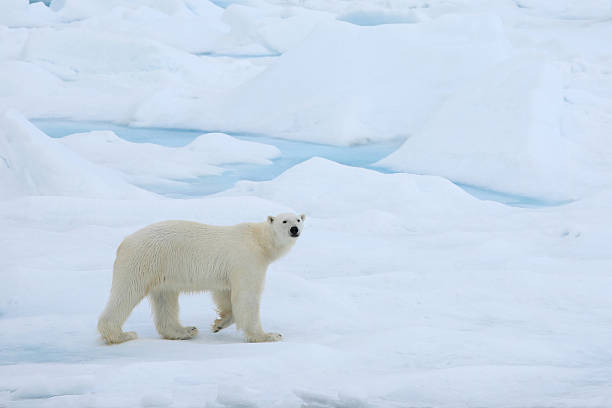 A polar bear wandering in the Arctic ice stock photo