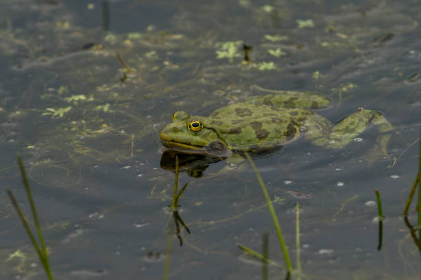 istock Green frogs in green water 1154476088
