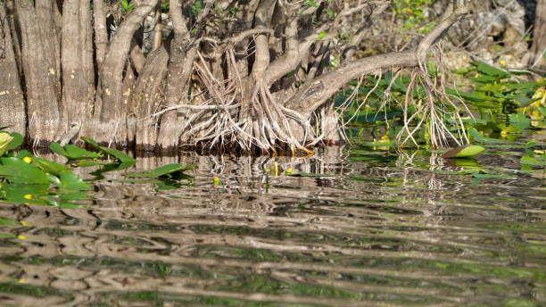 istock Trees in the Everglades 1154476094