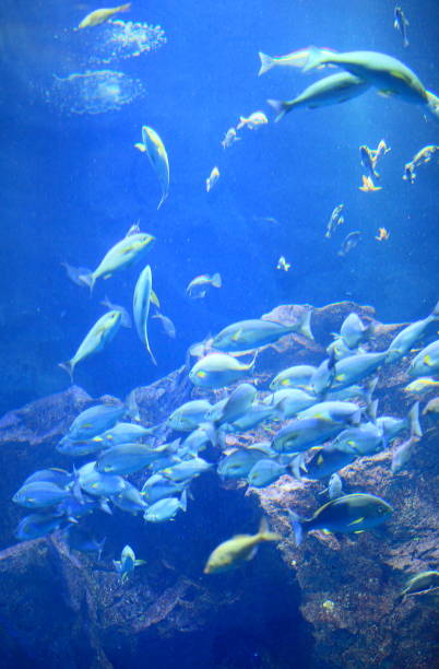 istock Underwater photography 1154476118