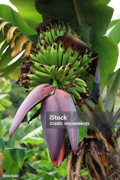 Bananeira - Fotografias de stock e mais imagens de Agricultura - Agricultura, Alimentação Saudável, Ao Ar Livre