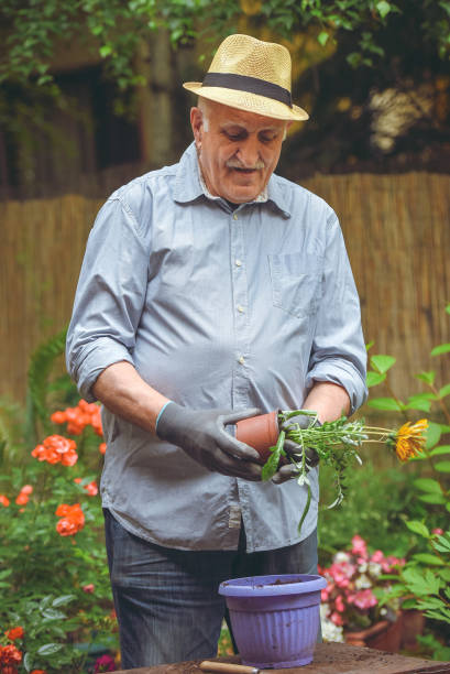 istock Transplant plant into a larger pot 1154476814