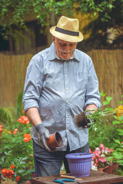 istock Transplant plant into a larger pot 1154476851