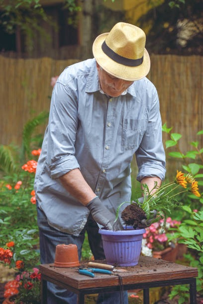 istock Transplant plant into a larger pot 1154476890