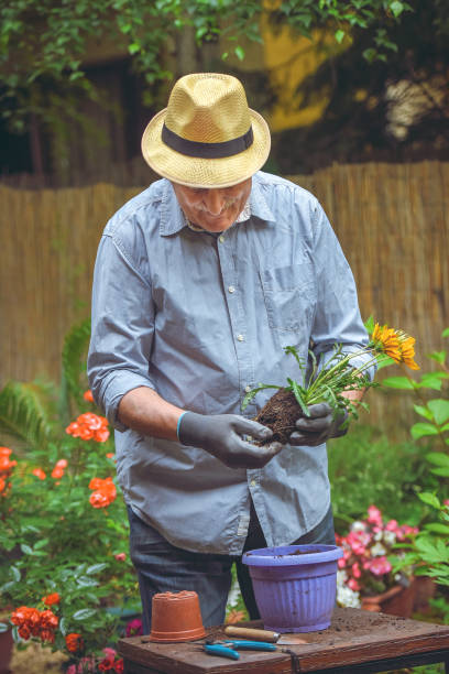 istock Transplant plant into a larger pot 1154476911