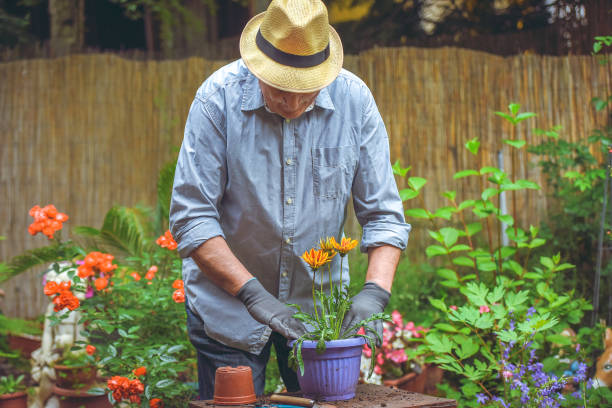 istock Transplant plant into a larger pot 1154476914