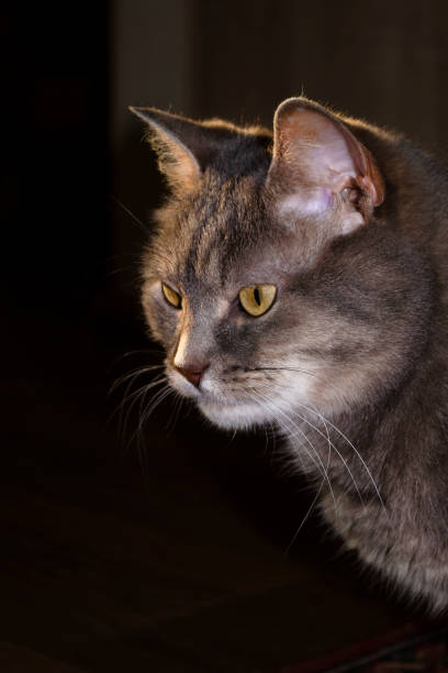 istock Beautiful gray cat in the rays of the setting sun 1154478470