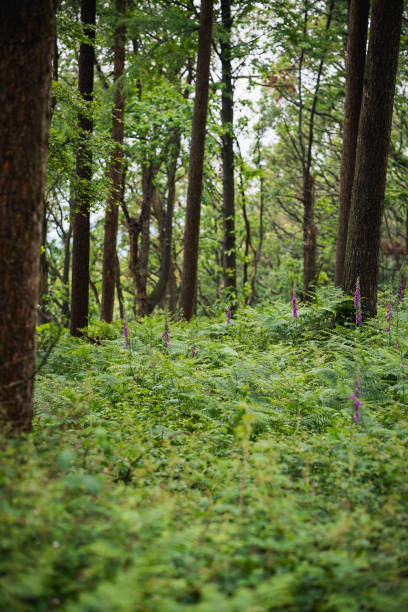 istock Foxgloves in Woodland 1154478498
