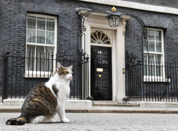 Downing Street Cat stock photo