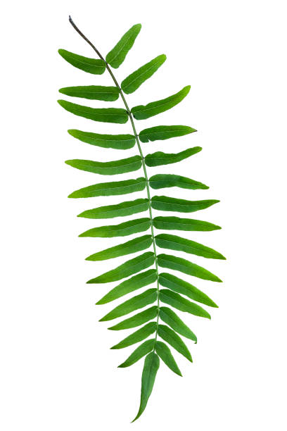Green fern branch isolated on white background, Polypodiopsida tropical jungle forest foliage plant. Beautiful forest fern branch with leaves, detailed nature plant