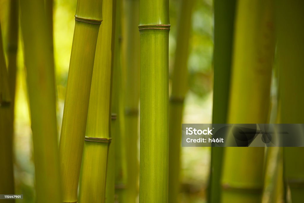 Talos de bambu - Foto de stock de Bambu royalty-free