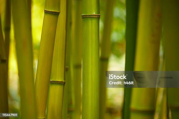 Foto de Talos De Bambu e mais fotos de stock de Bambu - Bambu, Caule, Foco no primeiro plano