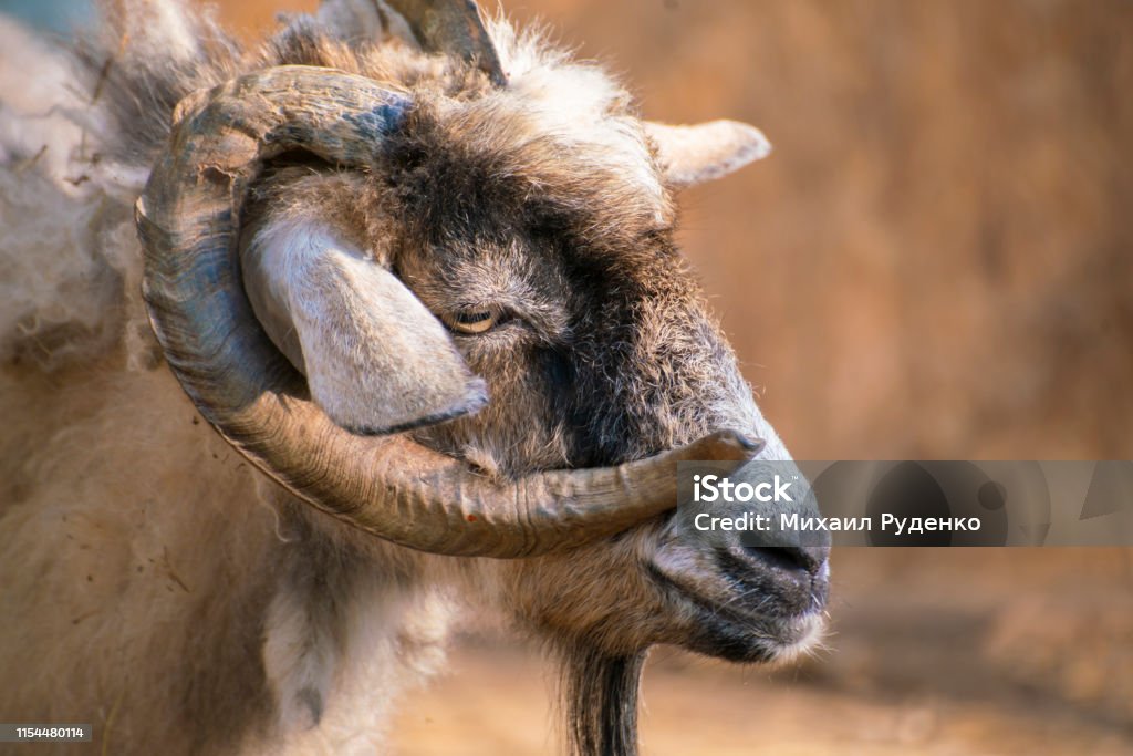 Hairy Goat Portrait With Curly Horns In The Zoo Mammal Animals Stock Photo - Download Image Now - iStock Hairy Goat Portrait With Curly Horns In The Zoo Mammal Animals Stock Photo - Download Image Now - iStock
