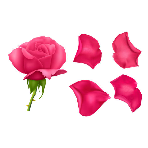 набор розовых лепестков роз, крупным планом на белом фоне можно использовать для оформления романтических поздравлений. реалистичная иллю - 7003 stock illustrations